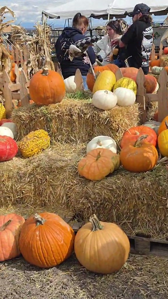 Galloping Goat Pumpkin Patch in Rio Rancho near&hellip;